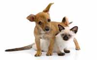Pet Stains & Odor Removal | Flower Mound, TX