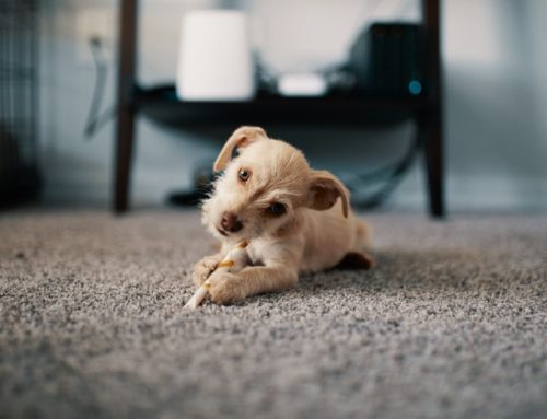 Why Flower Mound Homes Need Professional Carpet Cleaning Twice a Year