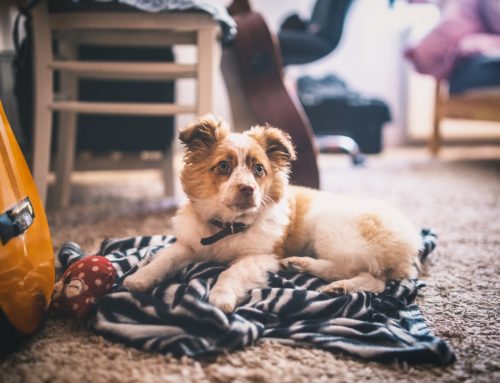 5 Ways to Rid of Pet Odor in Carpets